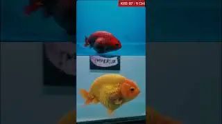 #shorts #short Dream Goldfsih Pellets, Thamago 🔥 #goldfishfood #thamago #trending