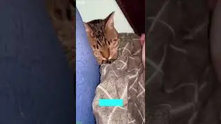 Cat Lover 🐱 #animals 😅 # Part 5723