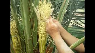 طريقة تنبيت او تلقيح النخل- how to pollen date palm