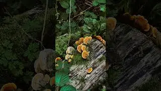 The next time you go on a walk, get closer to nature and take photos with your phone 📸#photography