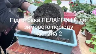 #54.Готую ПЕЛАРГОНІЇ  до зими ,другий та третій важливі етапи  🔥Частина 2