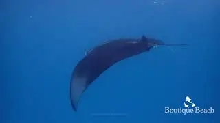 31.01.25 - Manta Rays. Dives at Broken Rock & BB Rock near Dhigurah, South Ari Atoll Maldives