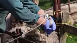Correct drenching technique - sheep worming