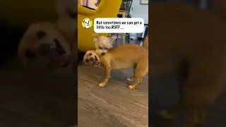 Why do dogs sneeze when playing? 🤧🐶🤔