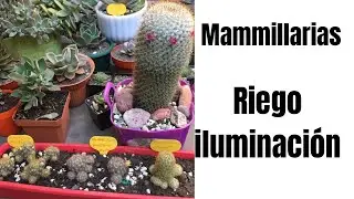 Los cuidados de las mammillarias #Riego #Iluminacion