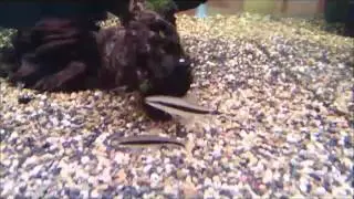 True Siamese Flying Fox Shark, Shrimplovers Australia