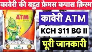 Kaveri ATM cotton seeds details | KCH 311 BGII kapas ki kheti kaise kare |