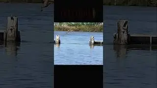 bobcat jump power  #trending #animals #wildlife #bobcat #shorts #cat #youtubeshorts #youtube #short