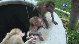 Monkey Bela was playing with a friend when they suddenly met.........