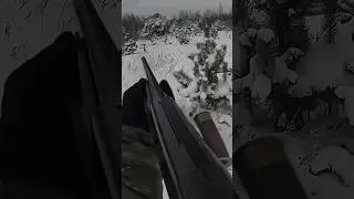 Неожиданная охота на кролика Точный выстрел,когда он пытался скрыться#rabbit#chase#challenge#hunting