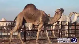 شيلة مهداه من الشامخ /  هلال بن غلاب الهذيلي البقمي إلى الشيخ / جارالله بن علي الرفيدي