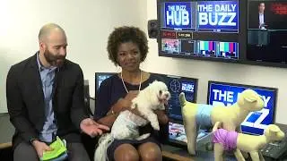 PET MAGASIN'S DOG DIAPERS