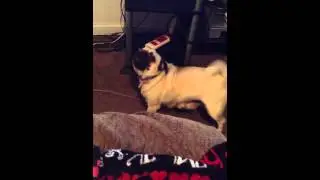 Pug begs for her dinner! HILARIOUS!!