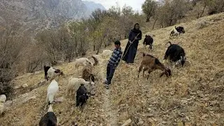 Nomadic life: hiking and exploring the nature of the Zagros Mountains, sheep herding, nomadic family