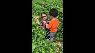 BUHAY CANADA: Strawberry picking in jordan station