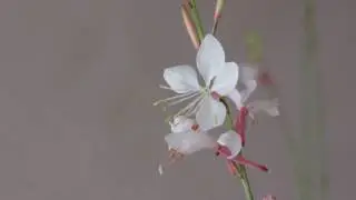 Tokonoma Kazari - Kusamono Gaura Carex Pachisandra