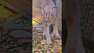 #COLOURFUL #animal #destination #zoo #nature #travel #seasonal #videography #music