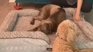 Feandrea Orthopaedic Dog Bed for Large Dogs, Waterproof Dog Sofa Bed Review