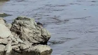 Spirit Animal Beaver... teaches us persistence & and the value of using available resources. 🦫