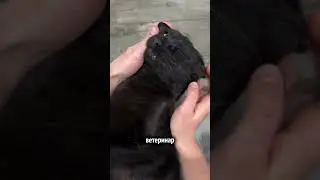 уход за кошками, забота о кошках, чистка зубов питомцам