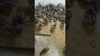 One day old Partridge chicks  2019 09 22 at 1 52 32 PM
