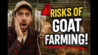 Risks of Goat Farming Explained