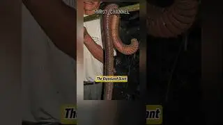 The Gippsland Giant Earthworm #shorts #trending #giantearthworm #largest #worm #giant #animals