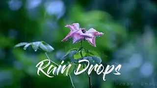 Rain Drops | Beauty of Rain | Cinematic Video