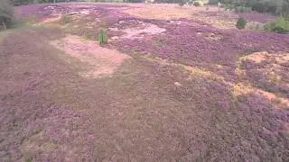 Bloeiende heide