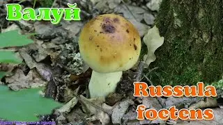 Валуй - вонючий, но один из лучших грибов для засолки | Russula foetens