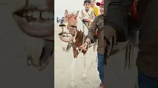 atika ghode ki sawari #shortsfeed