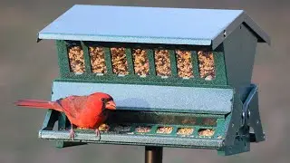Top 5 Bird Feeders Review in 2022 | Only Top Models Listed
