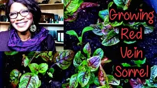 Growing Red Vein Sorrel