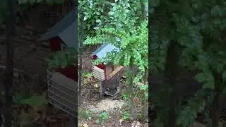 🦅&rdquo;BIRDMANN OF GEORGIA&rdquo;🦅 BACKYARD BIRD SANCTUARY IN MACON-BIBB CTY, GA TV FOR CATS🐱&BIRD🦢LOVERS