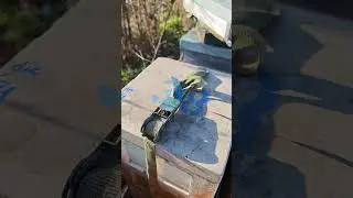 Formiranje dru&scaron;tva od mini plus ko&scaron;nice i usput selekcija matica na rezistenciju.