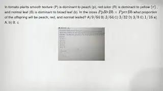 In tomato plants smooth texture (P) is dominant to peach (p), red color (R) is dominant to yellow (r