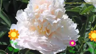 Пион молочноцветковый Май Лав. Краткий обзор, описание характеристик paeonia lactiflora My Love