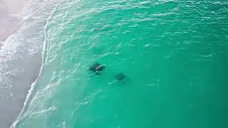 Massive Eagle Rays Swim With Beach Goers.