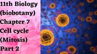 11th biology(biobotany) chapter 7 cell cycle explain in tamil ( Mitosis) Part 2