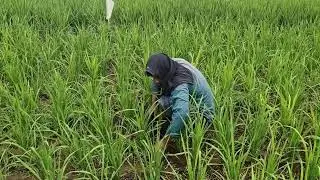 SMART FARMER'S TRICKS: QUICKLY REMOVING WEEDS FROM RICE PLANTS USING BARE HANDS!-Agriculture Farming