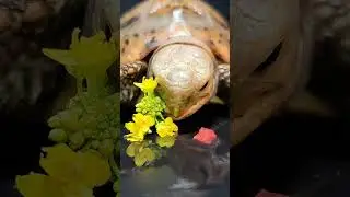 Satisfying ASMR Eating Flower Mukbang 🌻 Turtle Tortoise