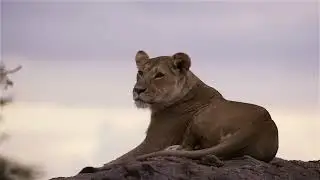 Wildlife Animal Relaxation 4K Ultra HD Video  MY First Video Support me 