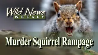 Squirrelly Predators? Researchers Stunned by California Ground Squirrels Hunting Small Rodents