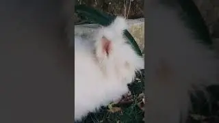 World Most Fluffiest Bunnies 🐰 | English Angoora Bunnies #shorts