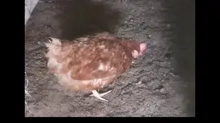 Disaster Strikes Our Chicken Farm: Bird Flue Outbreak