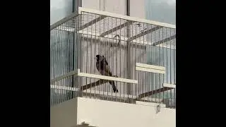 Goldfinch&hearts;️💯     #brasil #brdjango #norcet #tashkent #trending #trendingvideo