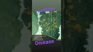 #like #agriculture #Disease of cauliflower #share #supportfarmers #farmer #share