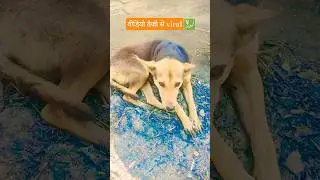 Viral sultan..😍 #pets #funny #memes #dog #labrador #shorts #viralvideo #animals #shortsfeed #cute