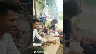 injured snake treatment #shorts #ytshorts #shortvideo #snake #wildlife #animals #trending