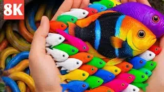 Catch beautiful aquarium fish। Cartoon baby fish। pencil fish। Magnetic ball Fish।small turtle।#fish
